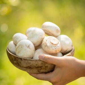 [대한민국농수산] 국내산 산지직송 충남 보령 양송이 버섯 파지 대용량 화이트 2kg