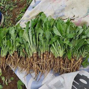 갤러리아_국내산 쌉싸름한 생 고들빼기 2kg