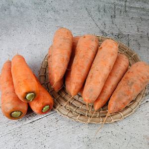 국내산 햇당근 흙당근 상 10kg