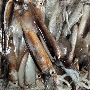 한입에 먹는 싱싱한 통찜용 오징어 1Kg(10~14미 내외)녹진한 내장맛