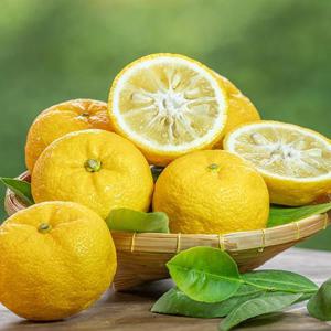 고흥 햇 유자 대과 3kg 23과내외