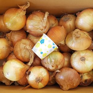 [더조은] 달큰한 무안 일반양파 10kg (중대혼합)