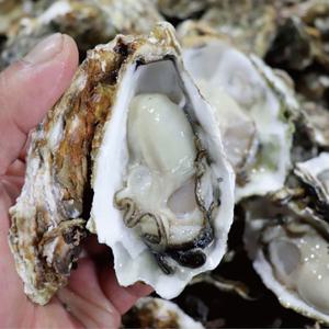 [춘백이네어부장터] 당일작업 통영 석화 10kg