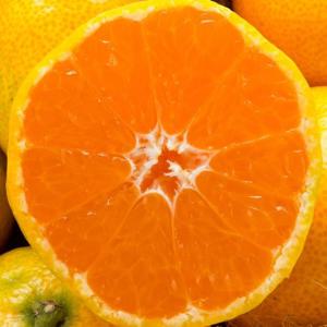 [산정마을] 제주도 산지직송 조생 감귤 타이벡감귤(로얄과 4.5kg내외)