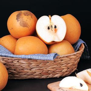 나주 추황배 3kg (8-9과) 12브릭이상