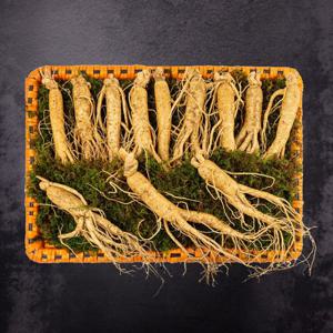 [풍기인삼] 6년근 수삼 6호 800g(10-13뿌리)