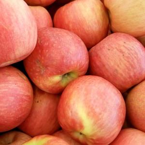 [딜픽]안동 부사 사과 중과 17-22과 5kg내외 가정용