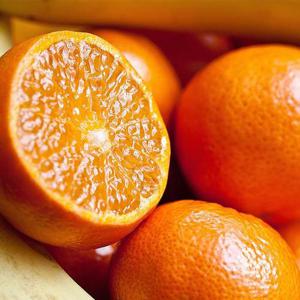 제주 서귀포 달콤한 황금향 3kg 중소과