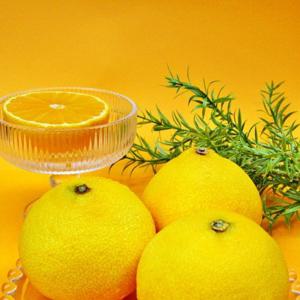 제주 황금향  2kg(5-12과)선물용 부직포가방포함 24년산