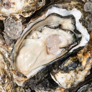 겨울 제철 여수 석화 10kg [60-70미] 특품 생굴 산지직송 당일조업