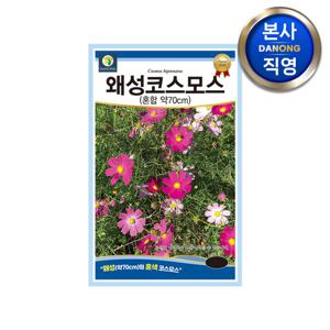 왜성 코스모스 (혼합) 씨앗 1kg (약70cm) . 키작은 야생화 꽃씨 종자.