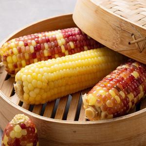 찐 백찰옥수수 30개 왕특대사이즈(15~18cm) / 급냉