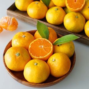 제주 햇 노지감귤 5kg 로얄과 가정용