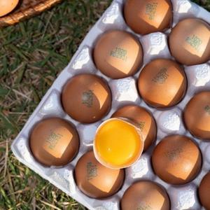 [대한민국농수산] 자연방사 유정계란 동물복지 유정란 1+등급란  1판 40구