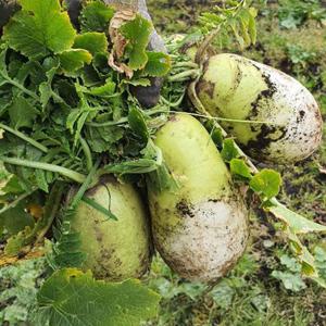 제주도 산지직송 월동무 10kg