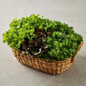 [꿀이구마] 당일수확 무농약 유러피안 샐러드 1kg 모듬쌈채소 야채 유럽상추