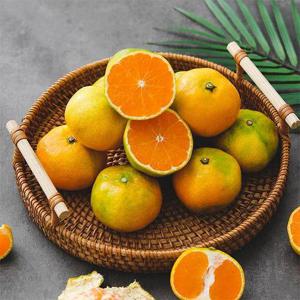 [선별배송] 제주 노지 감귤 3kg 로얄과 (S/M)