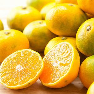 [제철진미] 제주 햇 타이벡감귤 4.5kg