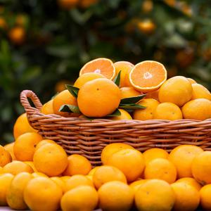 제철진미 제주햇귤 노지감귤 로열과 3kg (S-M)