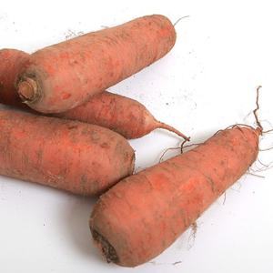 [팜쿡] 싱싱한 국내산  흙당근(왕) 10kg