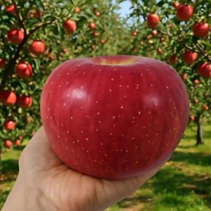 갤러리아_밀양 얼음골 부사사과 5kg 특대과(13과내외)