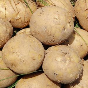 [팔도농장] 25년 수확 햇 수미감자(왕특) 5kg