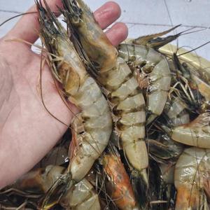 국내산 자연산 급냉 대하 1kg