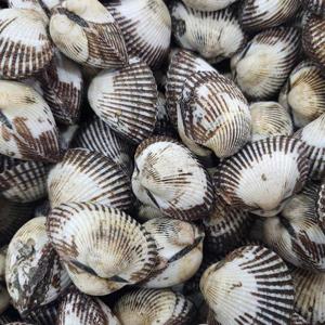 국내산 오동통 제철 새꼬막 6kg