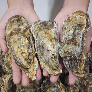 여수 석화 각굴 생굴 5kg