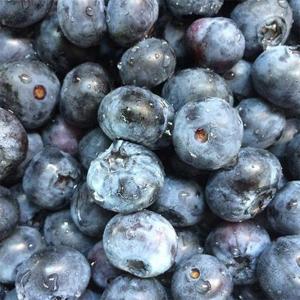 늘푸른 블루베리 생과 125g 4팩 소과