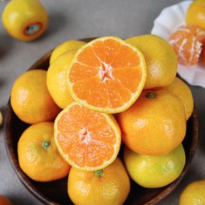 [맛군] 25년 새콤달콤 제철 노지감귤 9kg 로얄과 (S-M)