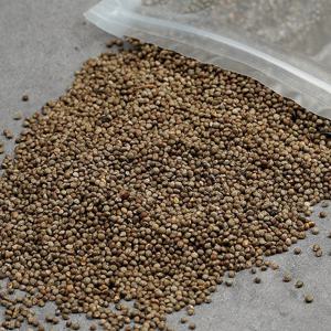 와포햇살 통들깨 300g