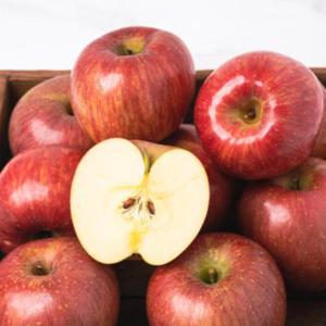 경북 꿀사과 감홍사과 가정용-중과 5kg(17-22)