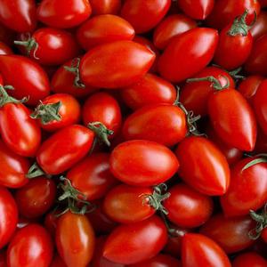 [KMF] 방울 토마토 5kg 소과