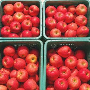 갤러리아_밀양 얼음골 부사사과 5kg 중대과(18과내외)