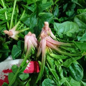 [맛군] 해풍맞은 국내산 남해 보물초 시금치 2kg