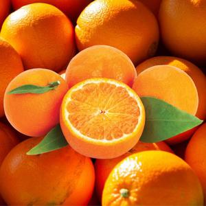 포미식탁 네이블 오렌지 고당도 중과88개