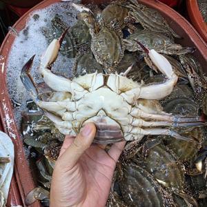 제철 암꽃게 3kg (kg당3-5미, 얼음포장, 수율70%, 알10%)