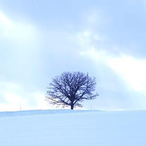 홋카이도 시내호텔 3박 자유여행 vs NO옵션 패키지 온천호텔 1박 + 시내호텔 2박 3박 4일