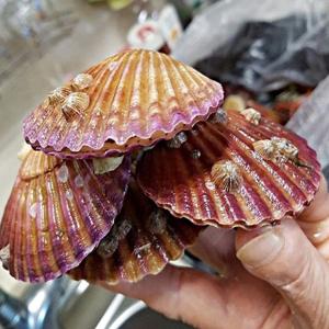 산지직송 제철 남해안 가리비2kg (35-40개내외)