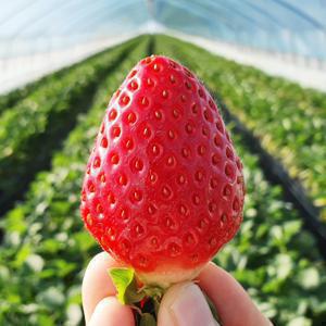 [산지직송] *12/1~출고가능* 고당도 프리미엄 설향 딸기 750g / 1kg