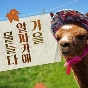 [홍천] 알파카월드 입장권(9/1~)