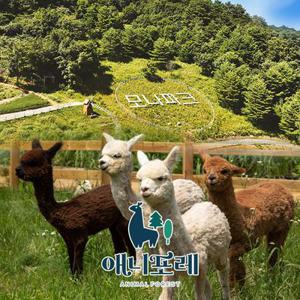 [평창] 모나용평 애니포레 추계시즌 입장권(9/1~12/5)