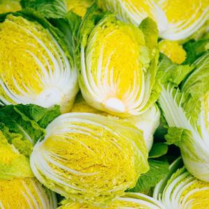 해남절임배추 20kg 김장 절임 배추 김치 롯데온