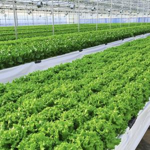 [온누리10%] 스마트팜 재배 유럽식 샐러드 모듬쌈 채소 1kg (3종 이상)