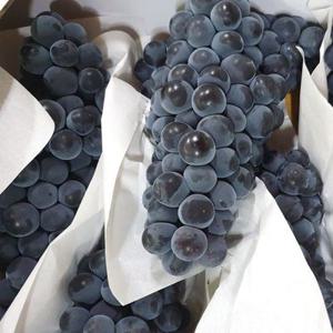 고당도 제철 켐벨 캠벨포도 1-3kg 특등급 상주 모동 모서 하우스 봉지 노지 김천포도