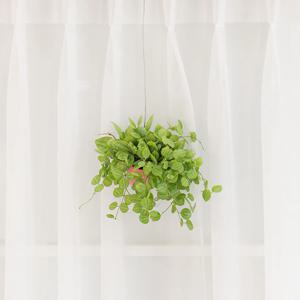 디시디아 멜론 미니화분 행잉플랜트 에어플랜트 플랜테리어 실내식물 관엽 공기정화