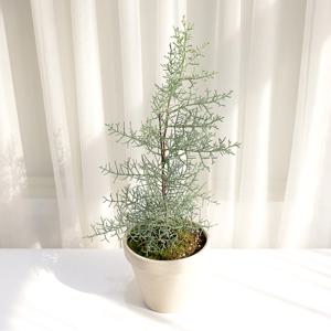 블루아이스 중품 크리스마스트리 나무 묘목 엘사트리 노지월동 정원수