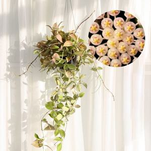 호야 썬라이즈 꽃피는 공중식물 향기좋은 행잉플랜트 희귀 수입 무늬 프리미엄 에어플랜트