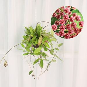 호야 메모리아 행잉 미니화분 꽃피는 공중식물 향기좋은 에어플랜트